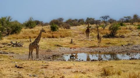 Wait for your drink Foto stock