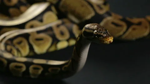 Waiting ball python Video stock 90339187