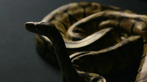 Waiting ball python in shadow Stock Footage 88673847