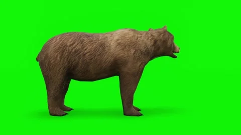 Waiting Bear - High quality, Chroma Key and Loopable Stock Footage 148110912