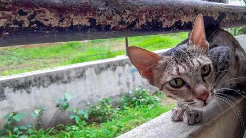 Waiting Cat Stock Photos