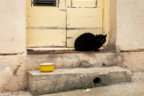 A waiting cat Stock Photos