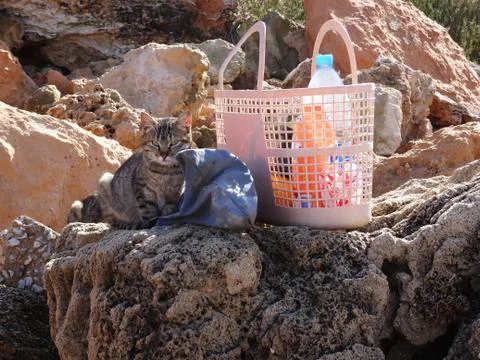 Waiting for a cat 库存照片