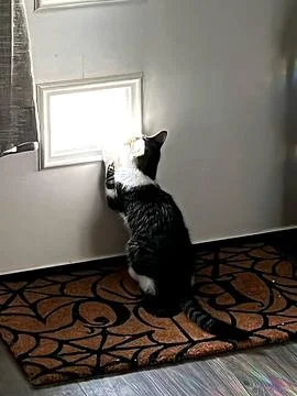 Waiting Cat Stock Photos