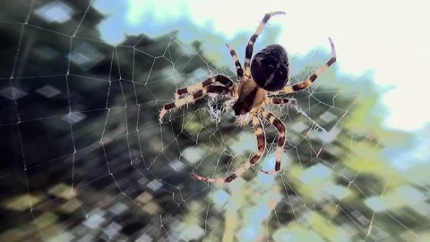 Waiting Crossspider Stock Footage 82723272