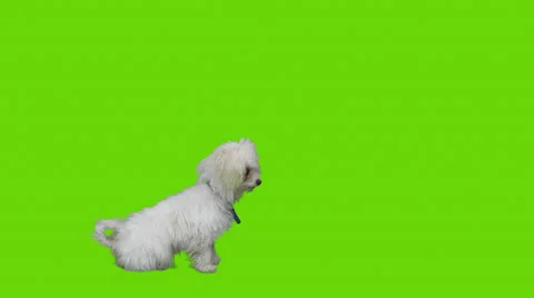 Waiting cute dog gets up on two feet at the end. Video stock 30395825