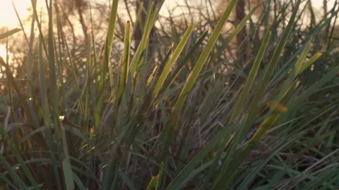 Waiting for dinner Stock Footage 153098510