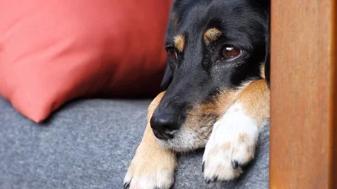 Waiting dog Stock Footage 95554038
