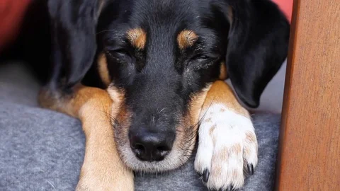 Waiting dog Stock Footage 95554054