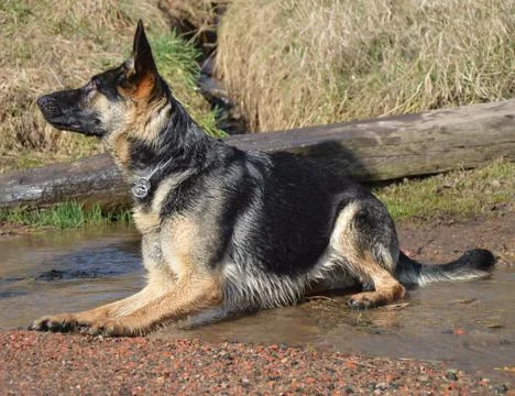 Waiting dog Stock Photos
