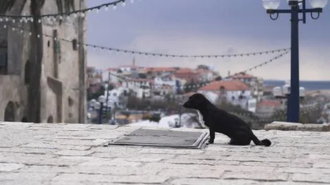 Waiting dog Stock Photos