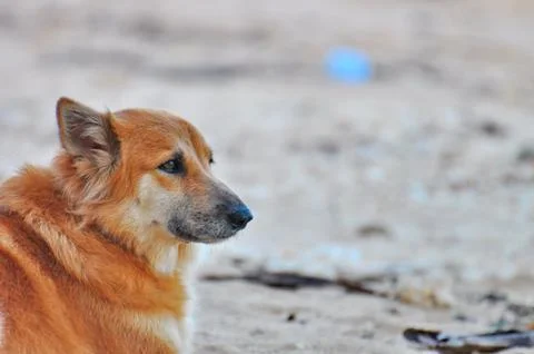 Waiting dog Stock Photos