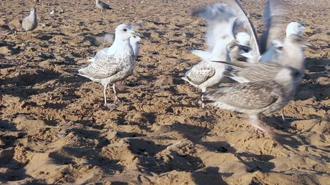 Waiting for fish in the ocean Stock Footage 93317377
