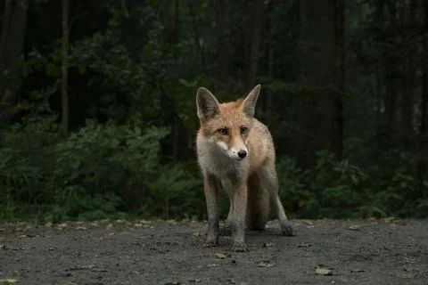 Waiting fox 스톡 사진