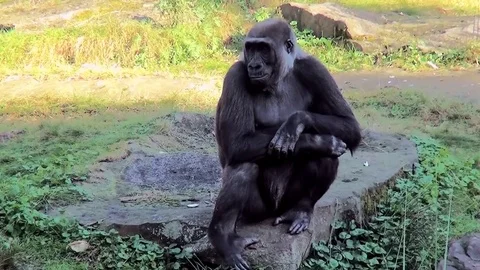 Waiting Gorilla on the rock in the park Stock Footage 82491095