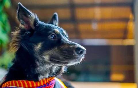 Waiting for master Stock Photos