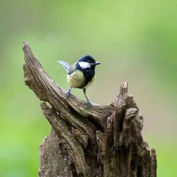 Waiting Stock Photos