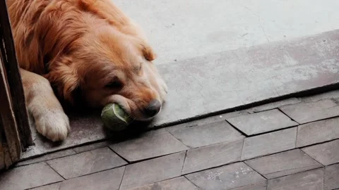 Waiting for play Stock Footage 241754731