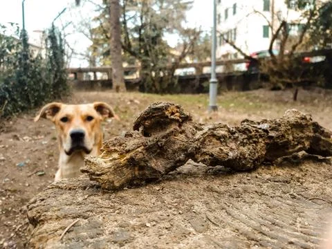 Waiting for play Stock Photos
