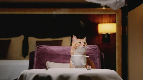 Waiting red cat in a room Stock Footage 145014103