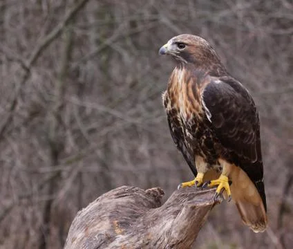 Waiting Red-tailed Hawk Stock Photos