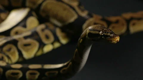 Waiting royal python Stock-Footage 88672628