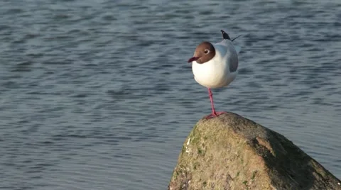 Waiting seagull standing on one leg Stock Footage 40295936