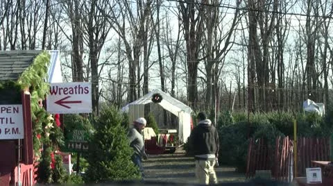 Waiting to sell trees Stock Footage 10573016