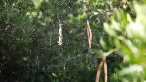 Waiting for the spider Stock Footage 112247723