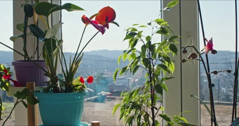 Waiting For The Spring And Watching How The Plants Bloom Stock Footage 233962360