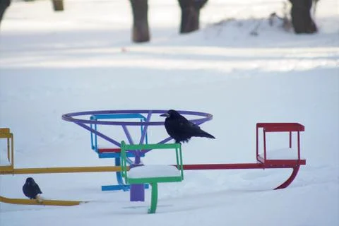 Waiting for Spring. Stock Photos