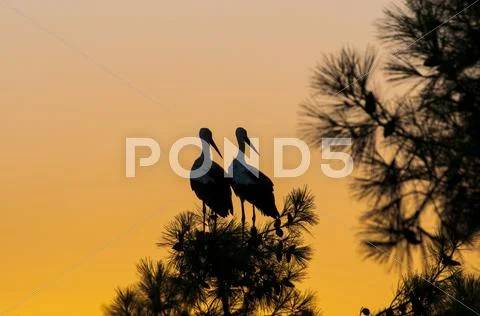 Waiting for sunset, two storks Stock Photos