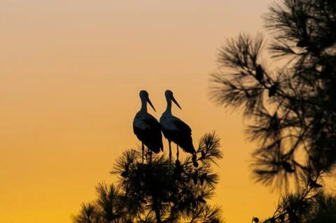 Waiting for sunset, two storks Stock Photos