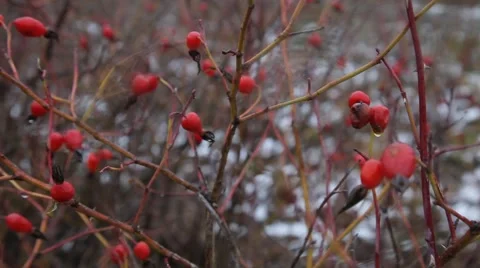 Waiting for winter Video stock 48894421