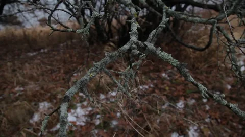 Waiting for winter Video stock 48894461