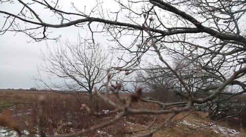 Waiting for winter Video stock 48894772