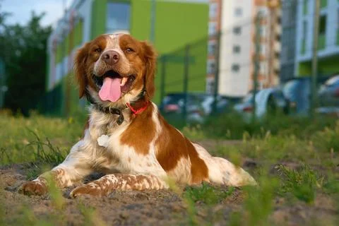 Waiting.Red ginger spaniel is resting on sundown Stockfoto's