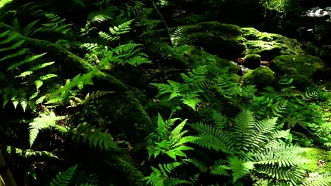 Wakasa Melon Split Spring Park: Moss and Ferns Vídeos de archivo 332245462