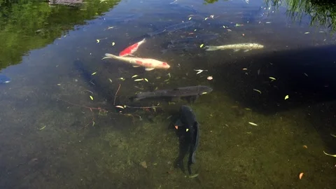 Wakasa Melon Split Spring Park's Koi Vídeos de archivo 332245399