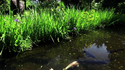 Wakasa Melon Split Spring Park's Koi Vídeos de archivo 332245403