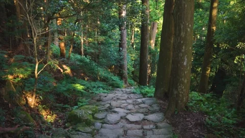Wakayama Nachi Mountain, Forest Path for Temple, Shugendo Power Point, Japan Stock Footage 346449978
