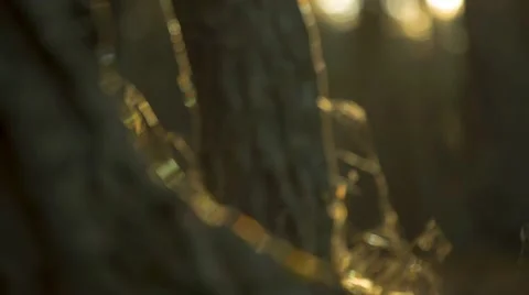 Wake Forest Stock Footage 67449397