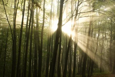 Wake Forest Stock Photos