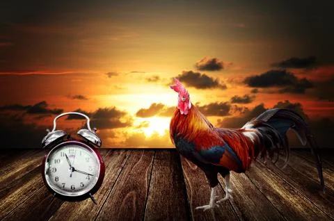 Wake up with rooster crows concept Stock Illustration