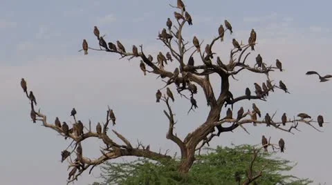 A wake of Vultures 스톡 동영상 22202332