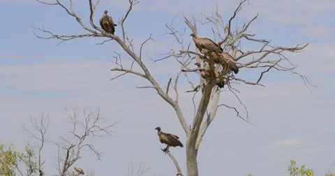 Wake of vultures on a tree at Maasai Mara National Reserve, Kenya, Africa Stock Footage 81563362