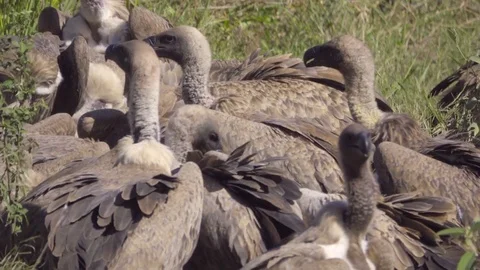 Wake of white back vultures at a kill Stock Footage 83840847