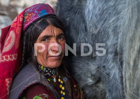 Wakhi nomad woman milking a yak, Big pamir, Wakhan, Afghanistan Stock ...