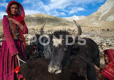 Photograph: Wakhi nomad women with yaks, Big pamir, Wakhan, Afghanistan ...