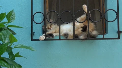 Waking up calico cat resting upside down behind a iron window grill Vidéo 341585661
